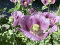 Opium poppy / Papaver somniferum / Breadseed poppy, Wintermohn, Schlafmohn, Pavot somnifÃÂ¨re, Adormidera, Pavot ÃÂ  opium